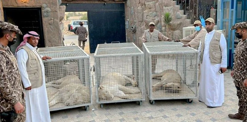 সিংহ রাখায় ১০ বছরের কারাদণ্ড