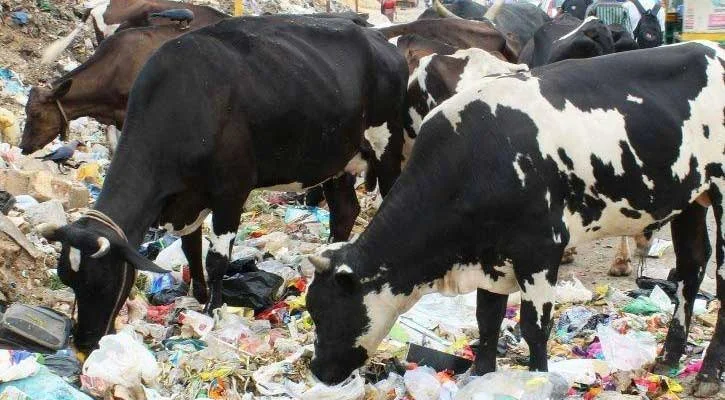 গরুর পেট থেকে উদ্ধার ৬৫ কেজির প্লাস্টিক, অবাক  চিকিৎসকরা 