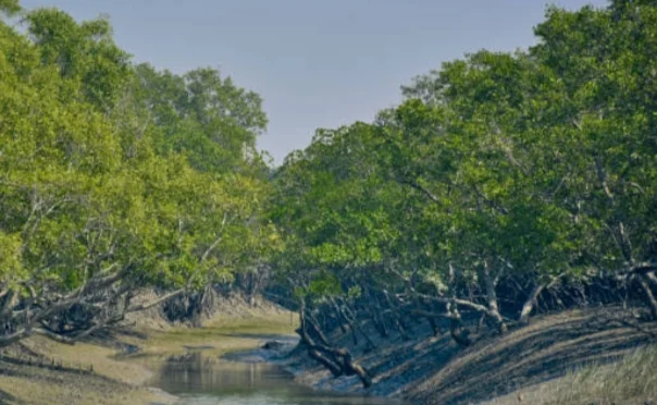 পর্যটকদের জন্য উন্মুক্ত সুন্দরবন, জানাল বনদফতর