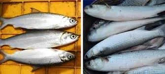 লুপ্তপ্রায় ন্যাদোস মাছ ফিরিয়ে আনতে উদ্যোগ সুন্দরবনের