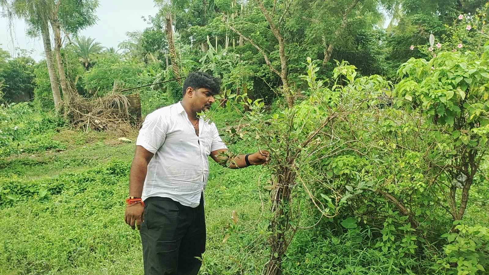 সুন্দরবনের মাটিতে আপেল গাছ