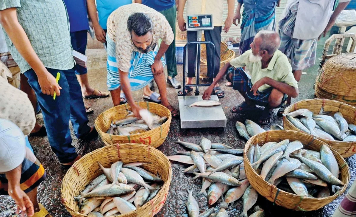 ১৩ দিনে ভারতে ১৪৫ টন ইলিশ পাঠাল বাংলাদেশ