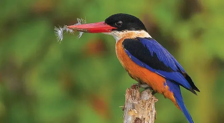 সুন্দরবনে বাড়ল মাছরাঙার সংখ্যা