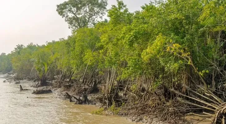 পর্যটকদের সুন্দরবনে বেড়ানোর নিরাপত্তা সুনিশ্চিত করতে পদক্ষেপ গ্রহণ সরকারের