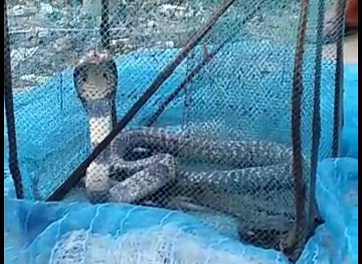 সুন্দরবনেজ মৎস্যজীবির জালে বিরল প্রজাতির  কিং কোবরা