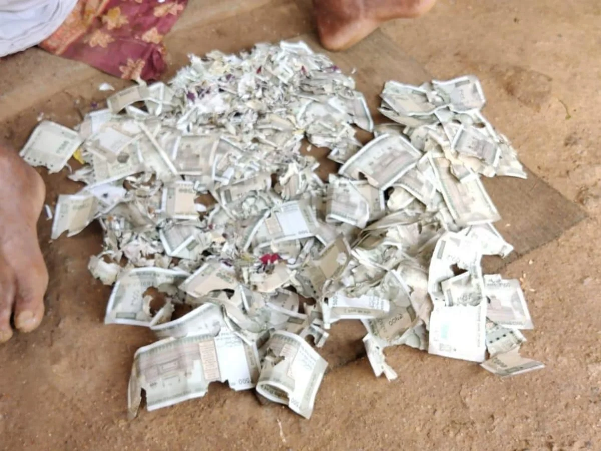 অস্ত্রোপচারের জন্য  রাখা কৃষকের ২লক্ষ টাকার নোট কেটে কুটিকুটি করল ইঁদুর