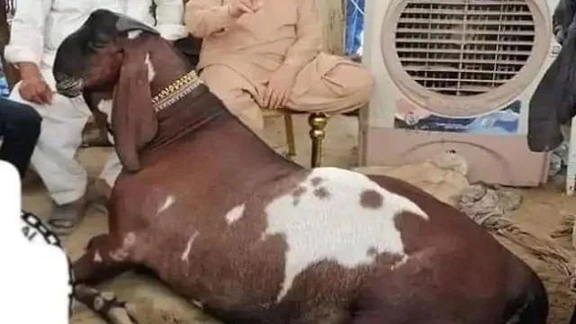 পাকিস্তানে ৩১৪ কেজির ছাগলের দাম উঠল ৫ লক্ষ!