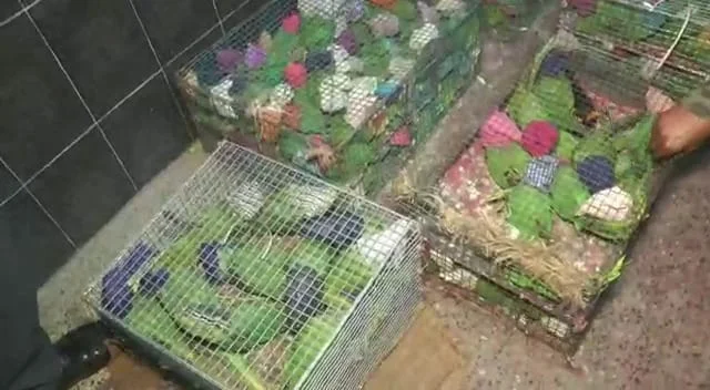 ৫০০ এর বেশি টিয়া উদ্ধার, গ্রেফতার এক চোরাকারবারী