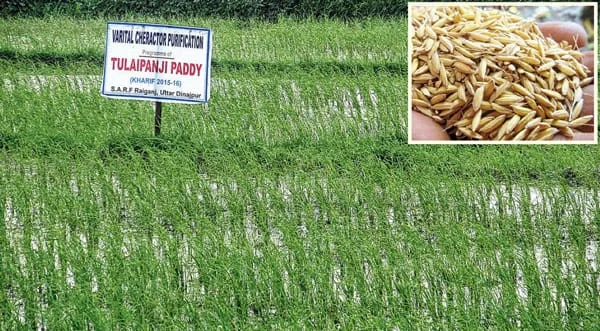 উত্তর দিনাজপুর জুড়ে আরও বিস্তৃত হতে চলেছে তুলাইপাঞ্জির চাষ,বিনামূল্যে দেওয়া হচ্ছে বীজও
