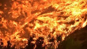 আলজেরিয়ায় বিধবংসী দাবানল, প্রাণ কেড়ে নিল ২৫ জন সেনা সহ ৪২ জনের