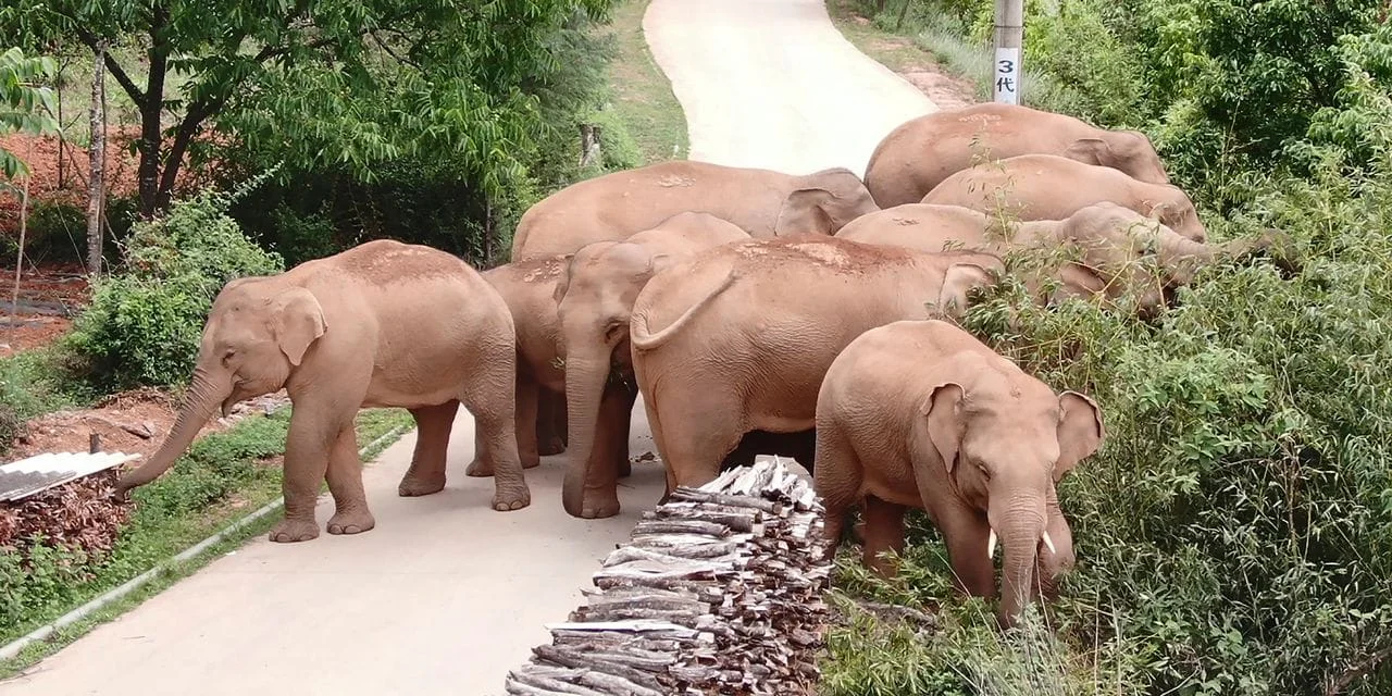 হাতির পালের জন্য দেড় লক্ষ মানুষকে নিরাপদে সরাল চিন