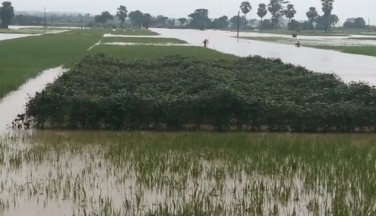 অতিবৃষ্টিতে বীরভূমে জলমগ্ন কয়েকটি গ্রাম