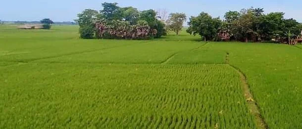 নিম্নচাপের বৃষ্টিতে বীরভূমের ধান চাষিদের বেশি ফলনের আশা