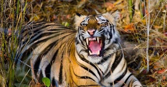 বাঘের আক্রমণে মৎসজীবির মৃত্যু