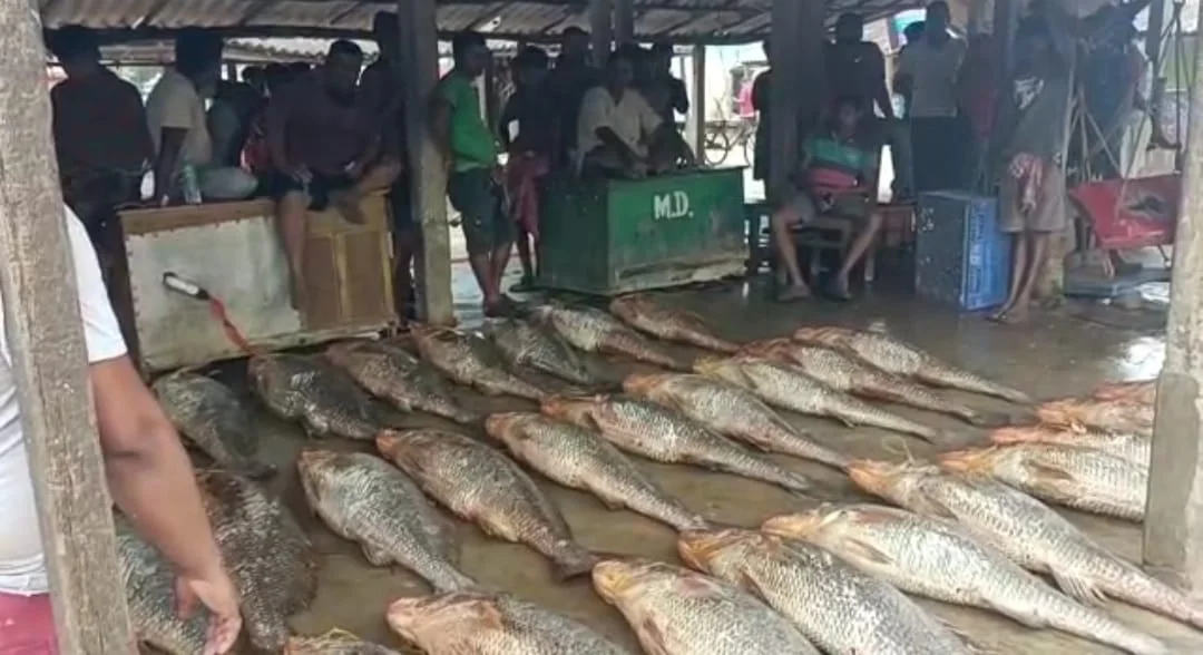 ১ কেজি মাছের দাম ১২ হাজার ৬০০ টাকা! দীঘা মোহনায় ওঠা এই মাছ খেয়েছেন কখনও