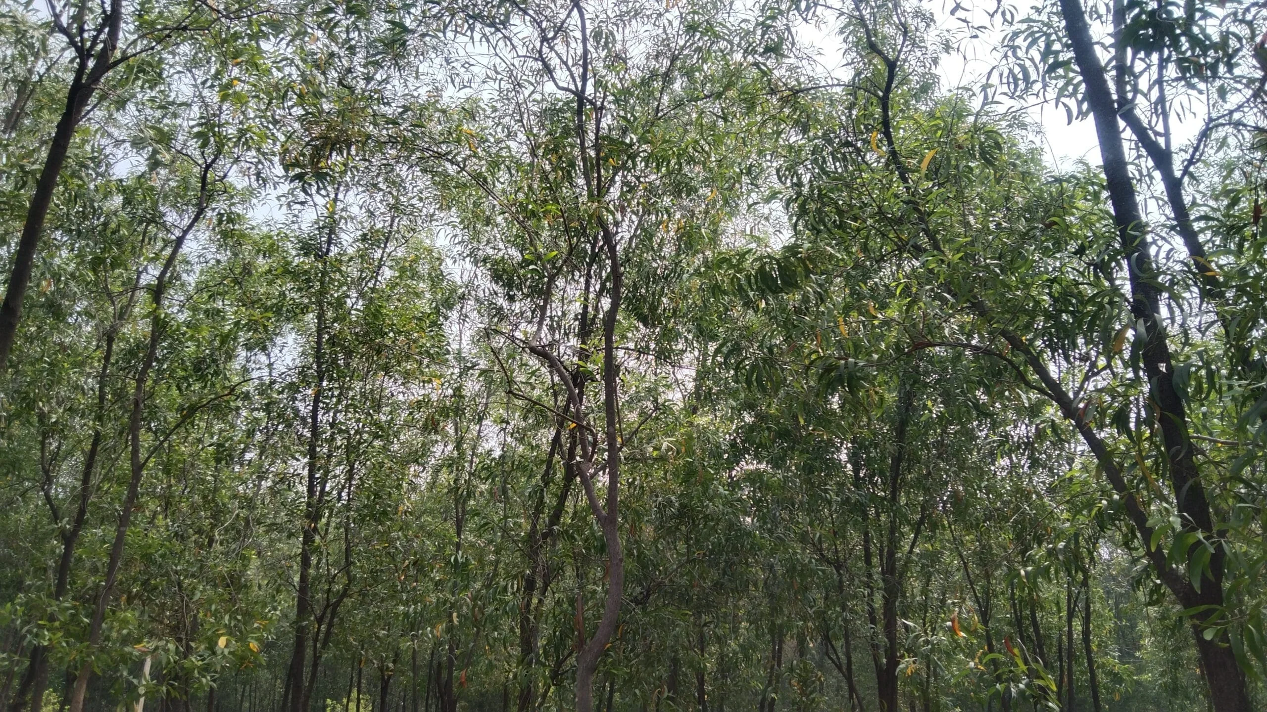 জানেন কি আপনার ঘরের কাছেই রয়েছে আস্ত একটা সুন্দরবন, চলুন ঘুরে আসি