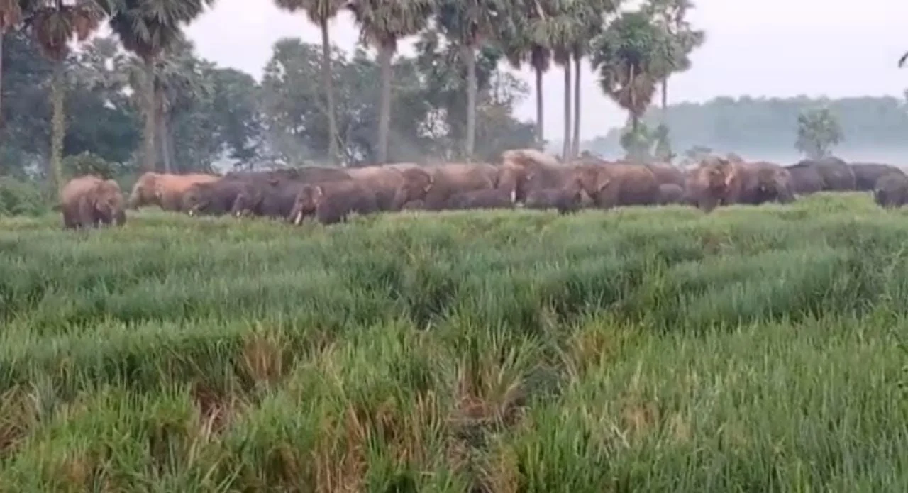 ধানক্ষেত চষল হাতির দল, জখম ১