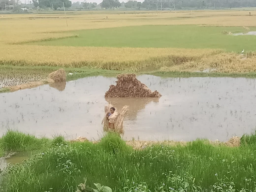 নিম্নচাপের জেরে অকাল বর্ষণে মাথায় হাত চাষীদের
