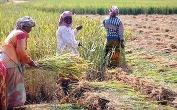 ধান কেনার লক্ষ্যমাত্রা বাড়ানো হয়েছে, বর্ধমানে বৈঠক