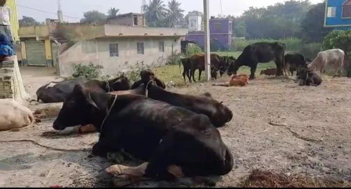 নিয়োগের দাবিতে আবারও আন্দোলনের পথে প্রাইমারি টেট পাশ প্রশিক্ষণ প্রাপ্ত চাকরি প্রার্থীরা