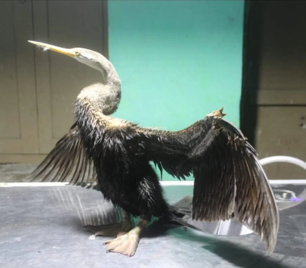 শীতের আমেজে আসছে পরিযায়ী পাখি, ভাতারে জখম স্নেক বার্ড