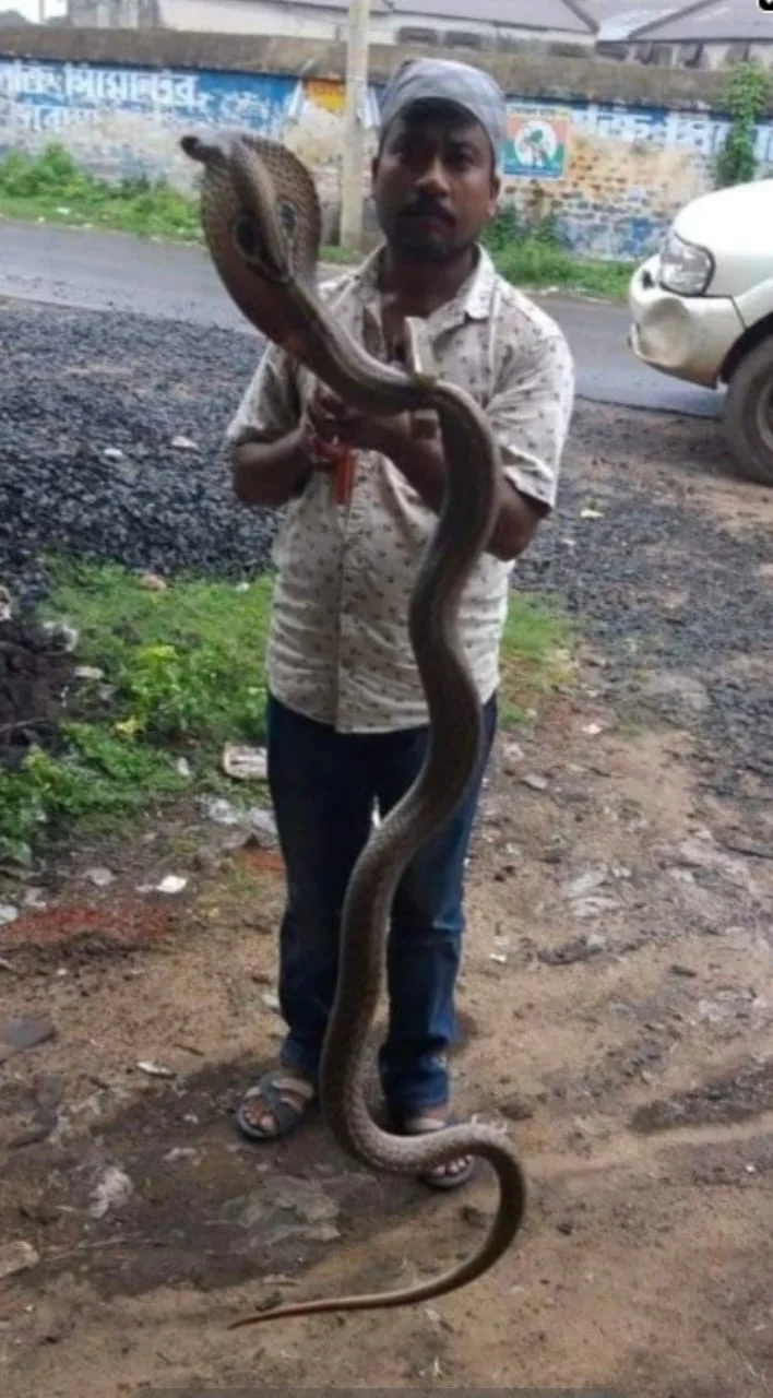 বিষাক্ত সাপ ধরে হারাধন, তারপর!