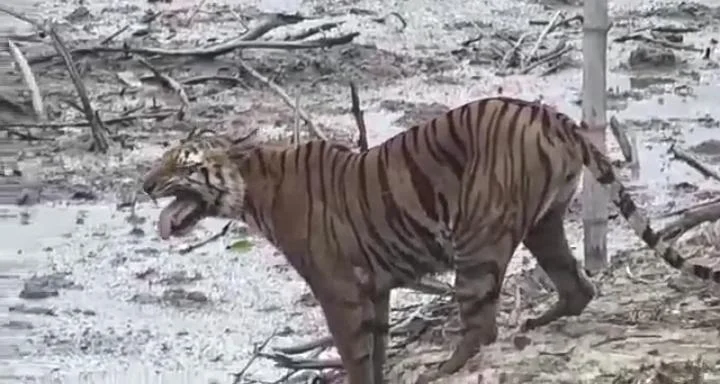 দীপাবলির দিন সুন্দরবনে দেখা মিলল রয়েল বেঙ্গল টাইগারের, খুশি পর্যটকেরা