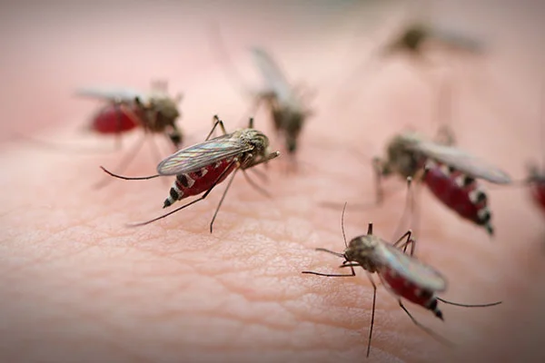 মশার কামড়ে নাজেহাল! জেনে নিন তাড়ানোর ঘরোয়া টোটকা