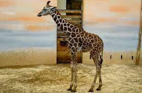 গলায় খাবার আটকে মর্মান্তিক মৃত্যু জিরাফের