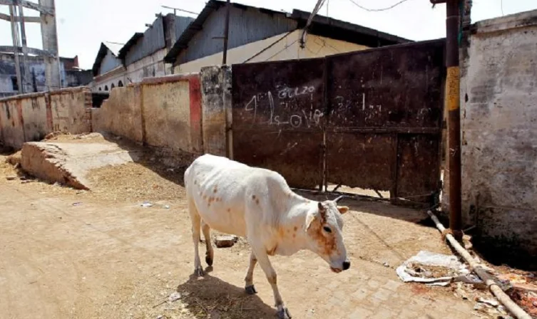 সামনে প্রস্রাব, অপমানিত গোমাতা ! মধ্যপ্রদেশে সাইফুদ্দিনকে পিটিয়ে গ্রেফতার বীরেন্দ্র