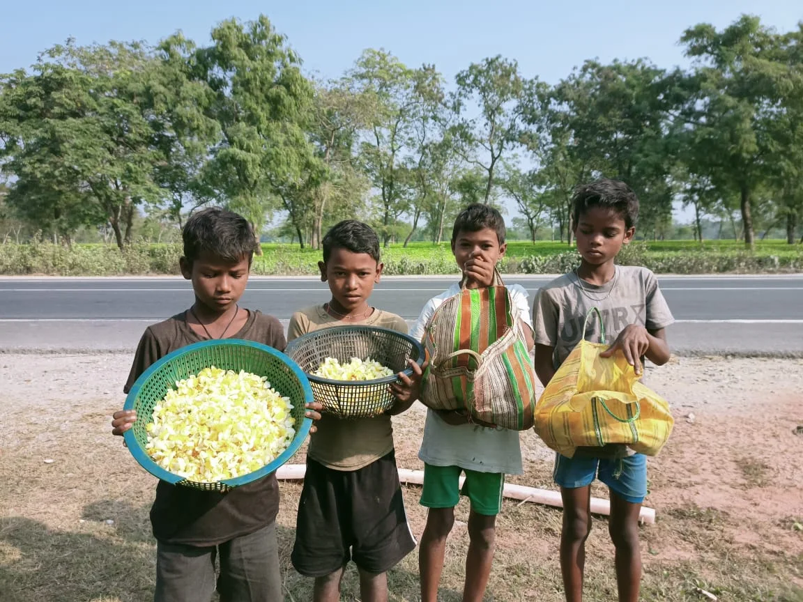 ডুর্য়াসে চা বাগানের ফুল তুলে রোজগারের নেশায় পড়ুয়ারা