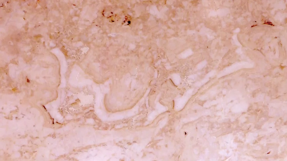 জুরাসিক যুগের পাথরের গায়ে 'বিসমিল্লাহ' লেখা