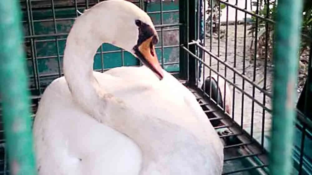 জানেন কি ইউরোপীয়ান অতিথি মিউট সোয়ান- এর অবশেষে মিলল আশ্রয়