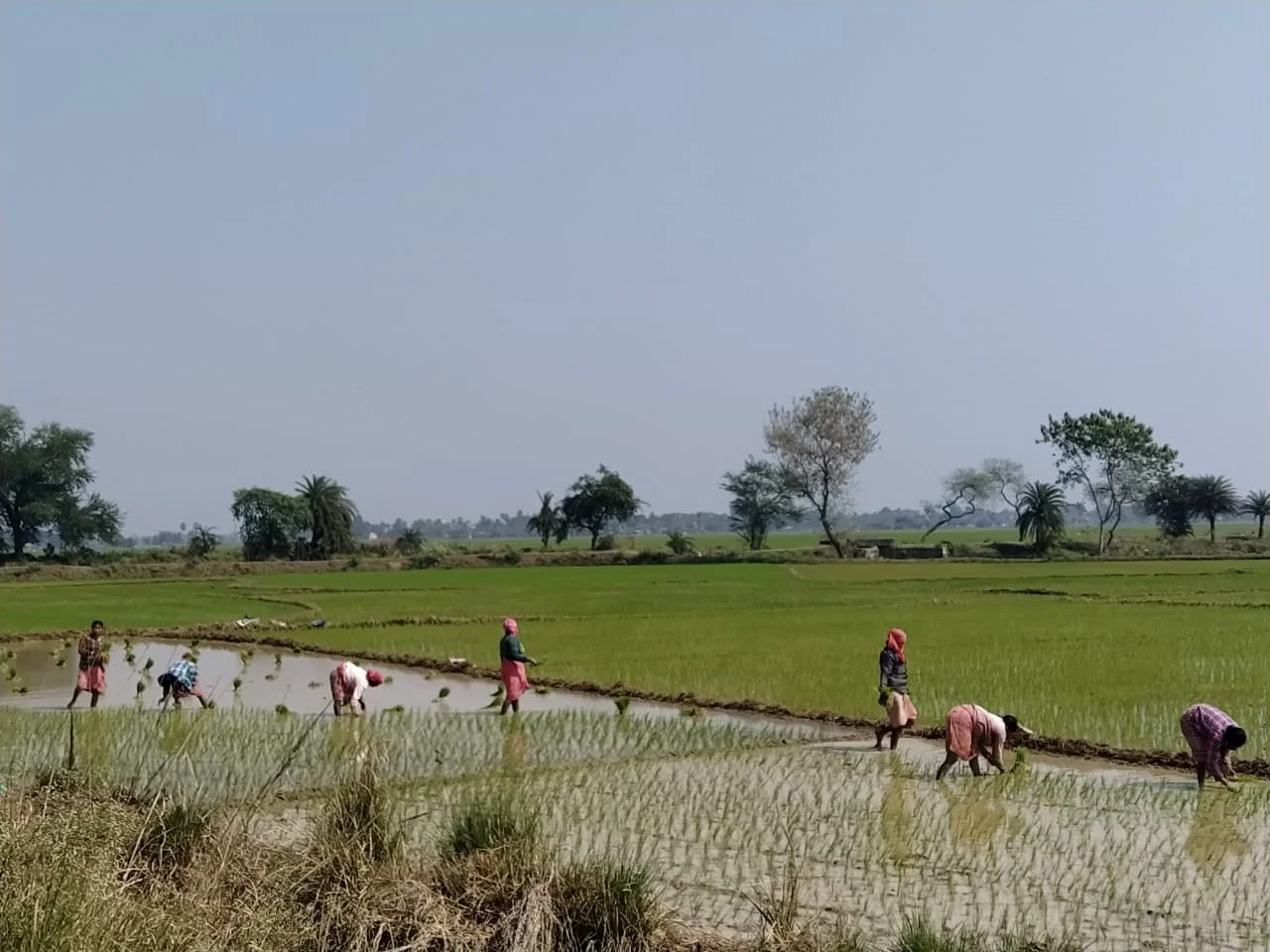 সারের যোগানে ঘাটতিতে বিপাকে কৃষকেরা ,সমাধানের আশ্বাস