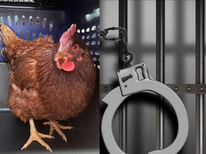 অনধিকার প্রবেশ, গ্রেফতার মুরগি! কারণ জানলে চমকে উঠবেন