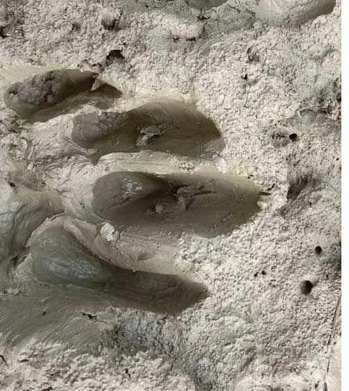 ভয়ে গৃহবন্দি, কুলতলিতে ফের বাঘের গর্জন