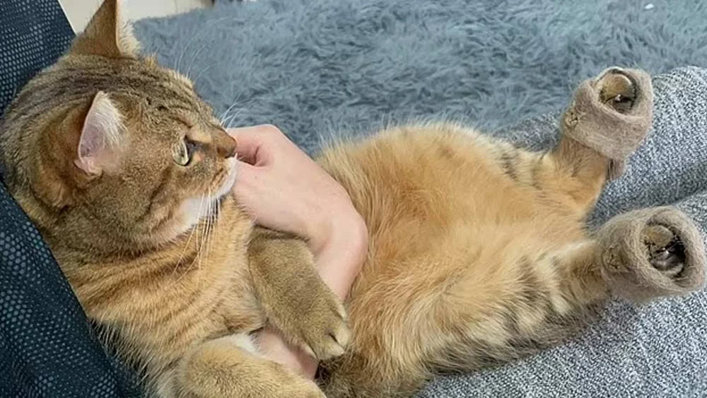 ইউটিউবে ভাইরাল জুতো পরা বিড়াল ছানার ছবি, কারন জানলে চমকে যাবেন