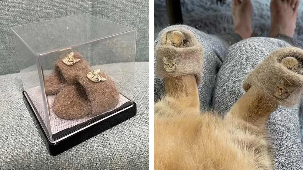 ইউটিউবে ভাইরাল জুতো পরা বিড়াল ছানার ছবি, কারন জানলে চমকে যাবেন