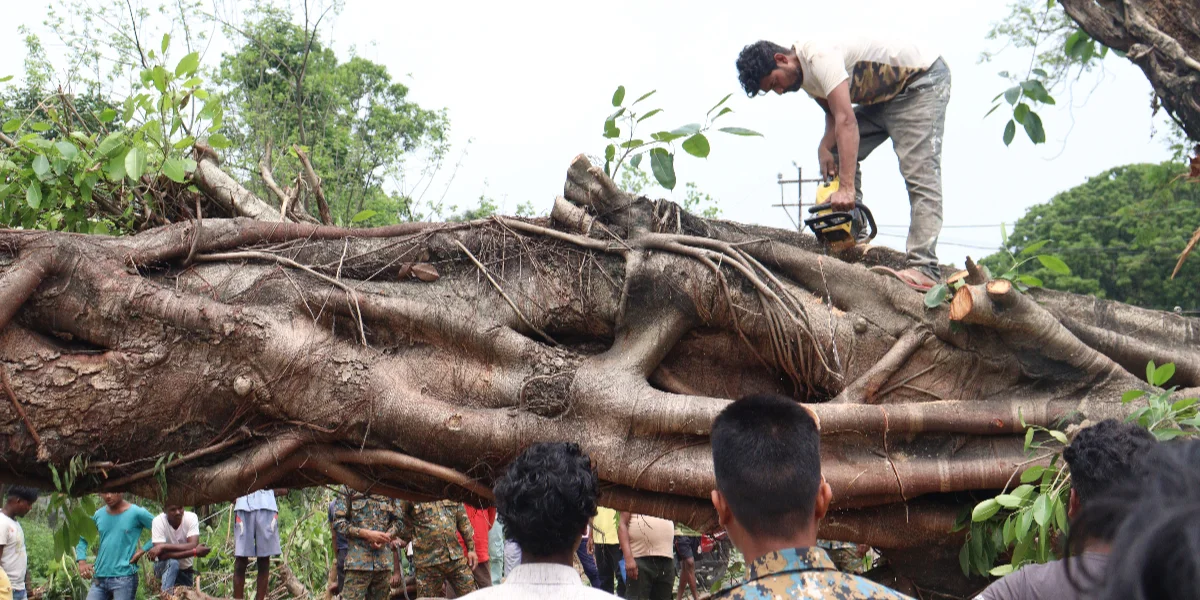 কালবৈশাখীর তাণ্ডবে লন্ডভন্ড ডুয়ার্স, বিপর্যস্ত জনজীবন