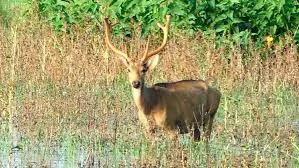 ধূপগুড়িতে হরিণ উদ্ধারে চাঞ্চল্য
