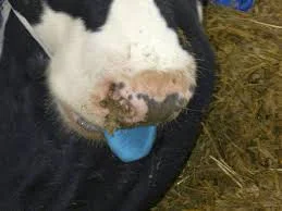 জিভ নীল হয়ে মৃত্যু, কি এই মারণ রোগ ব্লু টাং, জানুন বিস্তারিত