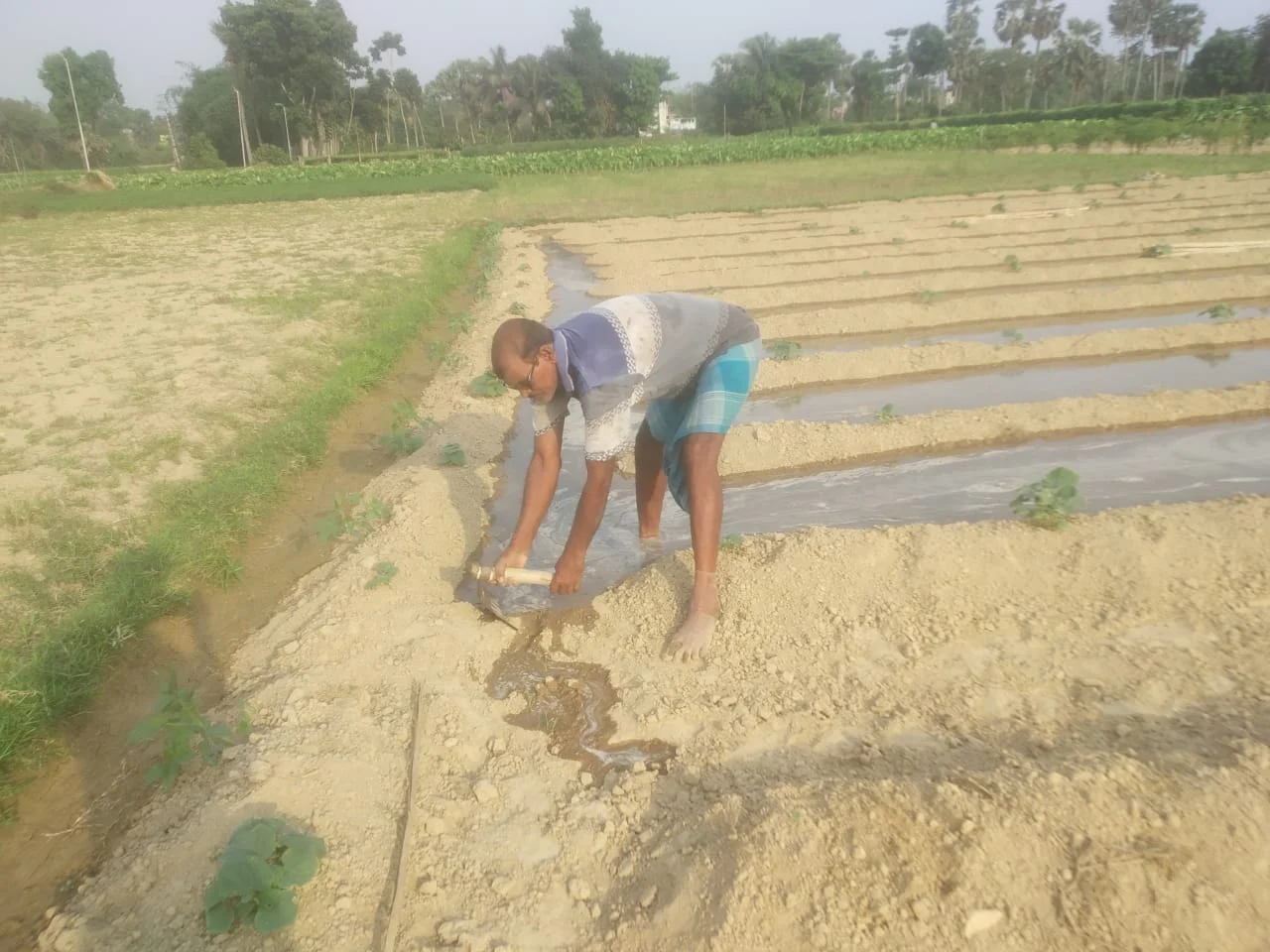 প্রচন্ড দাবদাহে ফুল ও সবজি চাষে ক্ষতির সম্ভাবনা