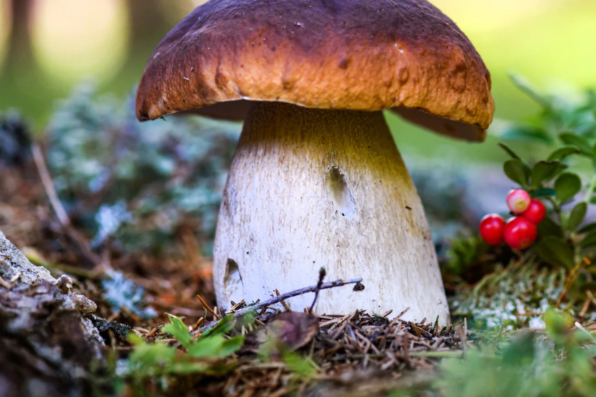 বুনো মাশরুম খেয়ে ১৩ জনের মৃত্যু অসমে অসুস্থ ২২