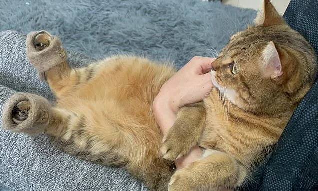 ইউটিউবে ভাইরাল জুতো পরা বিড়াল ছানার ছবি, কারন জানলে চমকে যাবেন