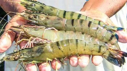 বাংলাদেশের বাগদা চিংড়ি পেল জি আই স্বীকৃতি, কিভাবে জানুন বিস্তারিত