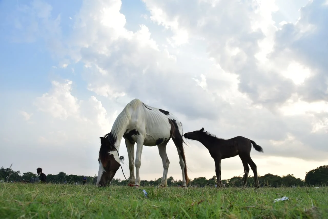 মাতৃত্বের চিরকালীন আবেদন, কলকাতার রাজ পথে লেন্সবন্দি মূহুর্তরা
