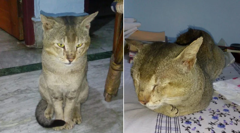 নিখোঁজ চিগি, স্নিফার ডগ দিয়ে তদন্তের আবেদন পরিবারের,কেন তা জানতে পড়তে হবেই