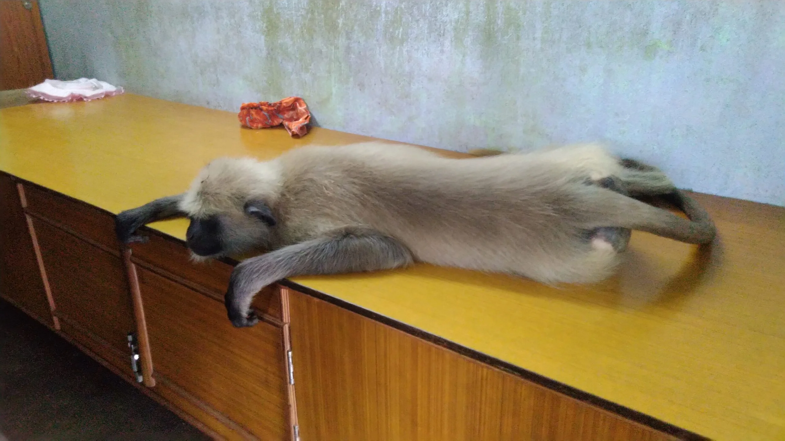 অসুস্থ হনুমান চিকিৎসা করাতে ডাক্তার বাবুর চেম্বারে