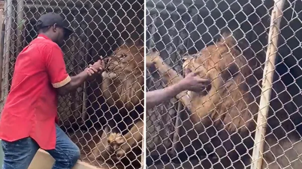 সিংহের কামড়ে আঙুল গেল!