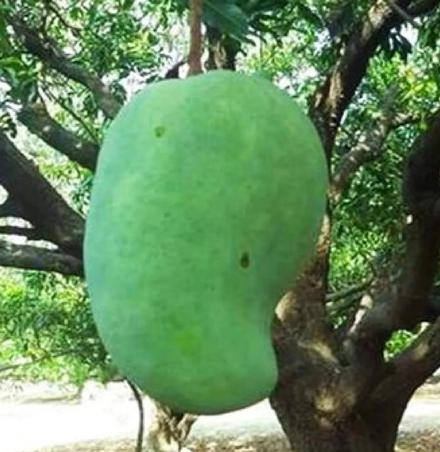 চক্ষু চড়কগাছ! একটা আমের দাম ২০০০ টাকা